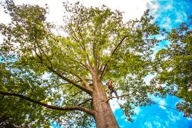 Best Tree Maintenance Programs  in Piermont, NY