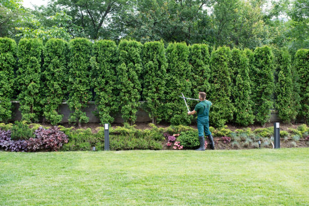 Best Tree Disease Treatment  in Piermont, NY