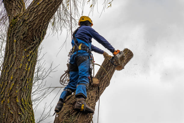 Best Pest Control for Lawns  in Piermont, NY