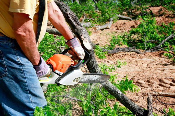 Reliable Piermont, NY Tree Removal Solutions